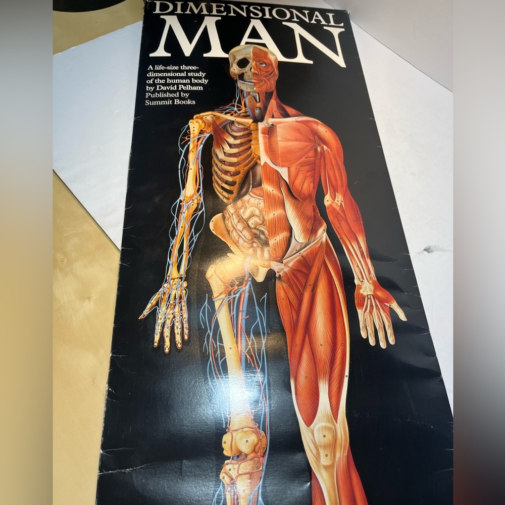 3D Life Size Popup Dimensional Man by David Pelham 1989 Anatomical Vintage NEW